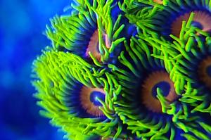 Eagle Eye Zoa Thumbnail