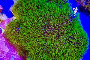 Green Star Polyps Thumbnail