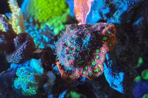 Tyree War Coral Thumbnail