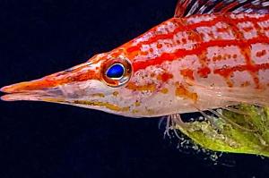 Longnose Hawkfish Thumbnail