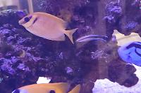 Blue Spotted Rabbitfish Thumbnail