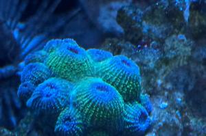 Diploastrea Brain Coral or Honeycomb Coral Thumbnail