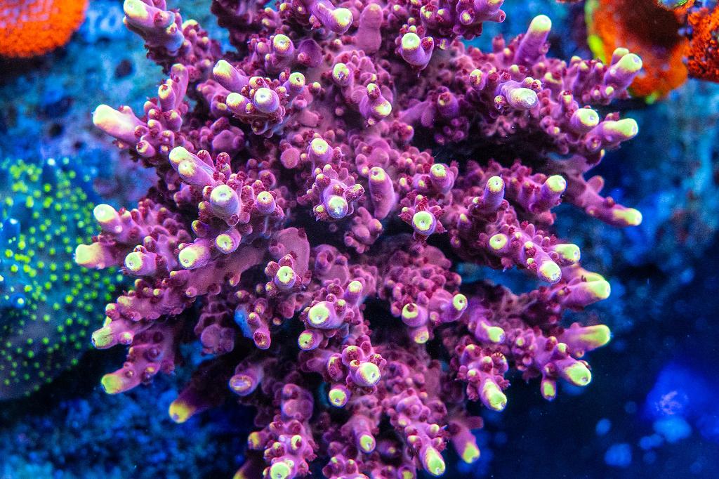 Fox Flame Acro / Acropora sp var Fox Flame 25