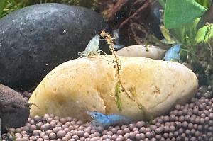 Blue Jelly Shrimp Thumbnail