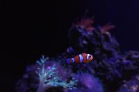 Ocellaris Clownfish Thumbnail