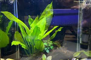 Cryptocoryne wendtii Thumbnail