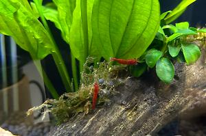 Red Cherry Shrimp Thumbnail