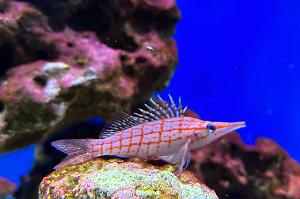 Longnose hawkfish Thumbnail