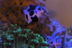 Black Storm Clownfish Thumbnail