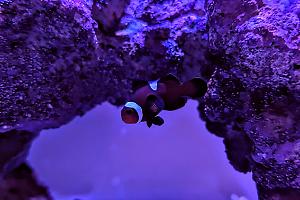 Mocha Clownfish Thumbnail