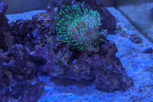 Toadstool Mushroom Leather Coral Thumbnail