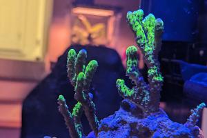 Anacropora Thumbnail