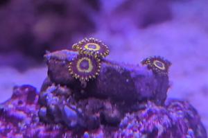 Blue Hornets Zoa Thumbnail