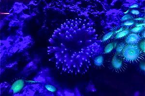 Black Light Bubble Tip Anemone Thumbnail