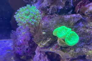 Trumpet Coral Thumbnail