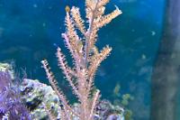 Gorgonian Thumbnail