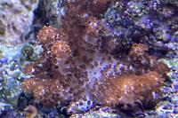 Thick Finger Leather Coral Thumbnail