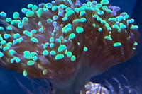 Frogspawn Thumbnail