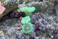 Candy Cane Coral Thumbnail