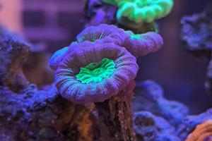 Candy Cane Coral Thumbnail