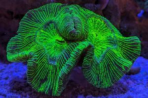 Trachyphyllia Brain Coral Thumbnail