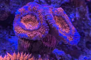 Rainbow Acan Thumbnail