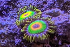 Rasta Zoa Thumbnail