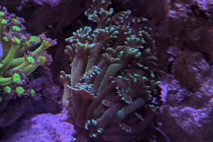 Alveopora Coral Thumbnail