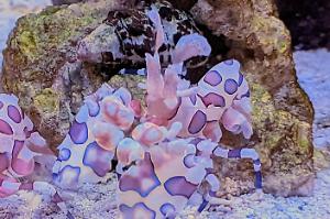 Harlequin Shrimp Thumbnail