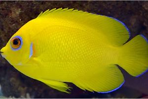 Lemonpeel Angelfish Thumbnail