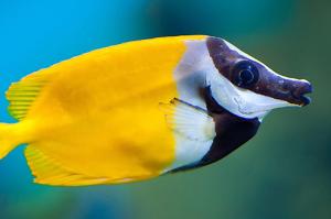 Foxface Rabbitfish Thumbnail