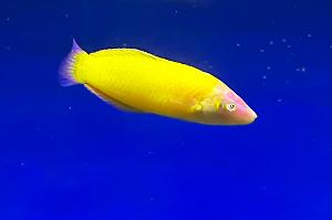 Yellow Coris Wrasse Thumbnail