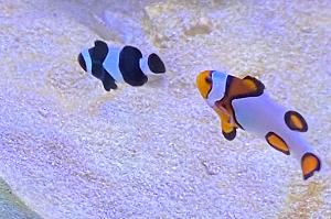 Picasso Clownfish Thumbnail