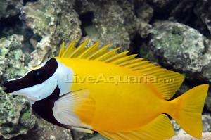 Foxface Rabbitfish Thumbnail