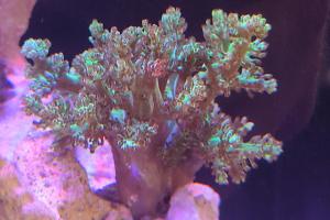 Kenya Tree Coral Thumbnail