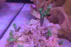 Kenya Tree Coral Thumbnail