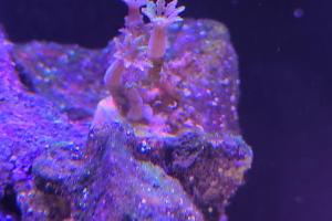 Firework Clove Polyps Thumbnail