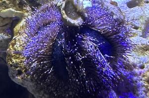 Blue Tuxedo Urchin Thumbnail