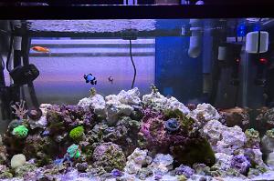 Mixed Reef Tank Thumbnail