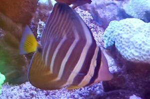 Sailfin Tang Thumbnail