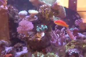 Hooded Fairy Wrasse Thumbnail