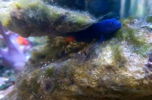 Bicolor Blenny Thumbnail