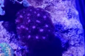 Purple Pocillopora Thumbnail