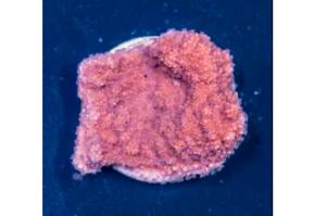 Red Montipora Thumbnail