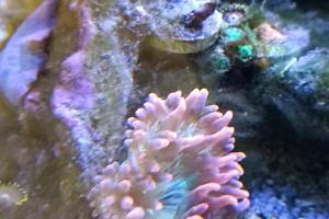 Forest Fire Bubble Tip Anemone Thumbnail