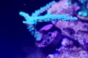 Acropora Horrida Thumbnail