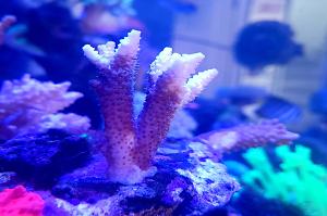 Green Gold millepora Thumbnail