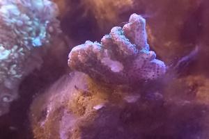 Green Pocillopora Thumbnail