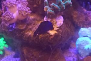 Green Pocillopora (Middle) Thumbnail