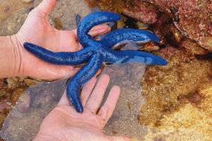 Linckia Sea Star Thumbnail